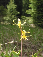 Glacier Lily (Erythronium grandiflorum)
<p>